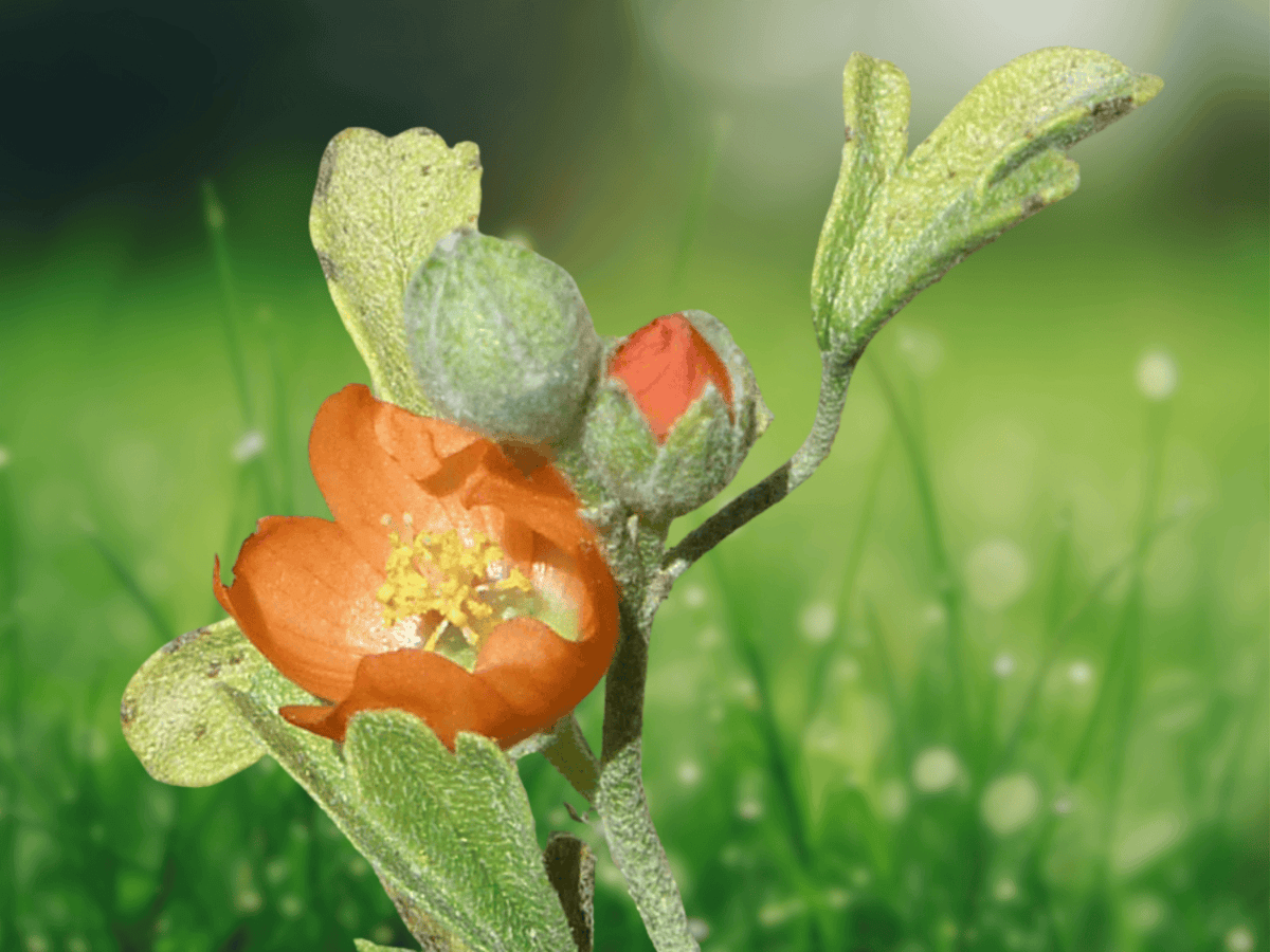 5 Seeds Sphaeralcea coccinea Scarlet Globemallow Native Wildflower Drought Tolerant Perennial