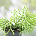 Dancing Bones Cactus 4-Inch Pot | Hatiora salicornioides | Unique Epiphytic Indoor Plant | Easy Care for Homes & Offices