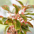 Pentas Plant 6in Pot Qty 4 Large Pink Flowering Penta Butterfly & Hummingbird Magnet Pentas lanceolata