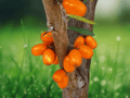 5 Seeds Sea Buckthorn (Hippophae rhamnoides) Hardy Deciduous Shrub with Orange Berries