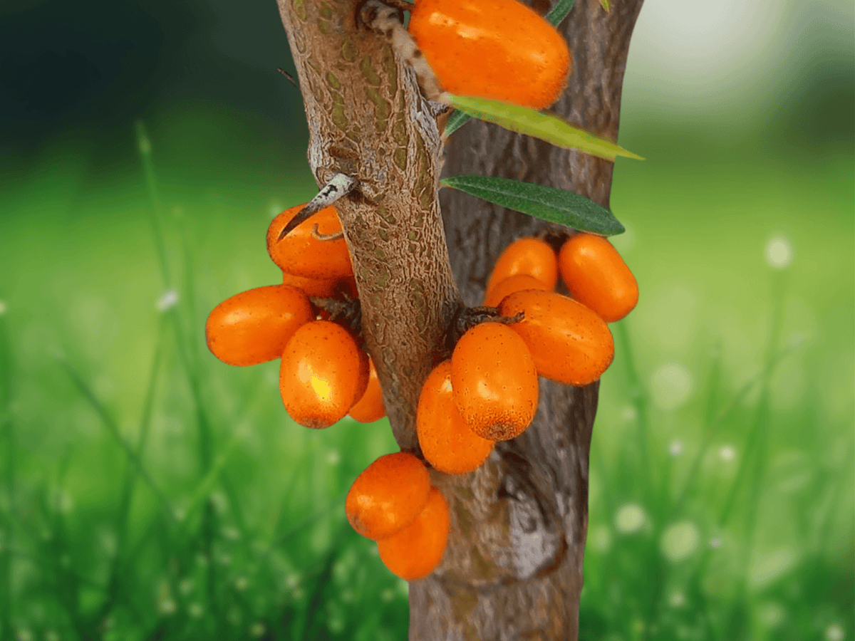 5 Seeds Sea Buckthorn (Hippophae rhamnoides) Hardy Deciduous Shrub with Orange Berries