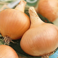 Spanish Yellow Heirloom Onion Seeds - 500 Count Non-GMO Allium cepa Bulb Onion Seeds