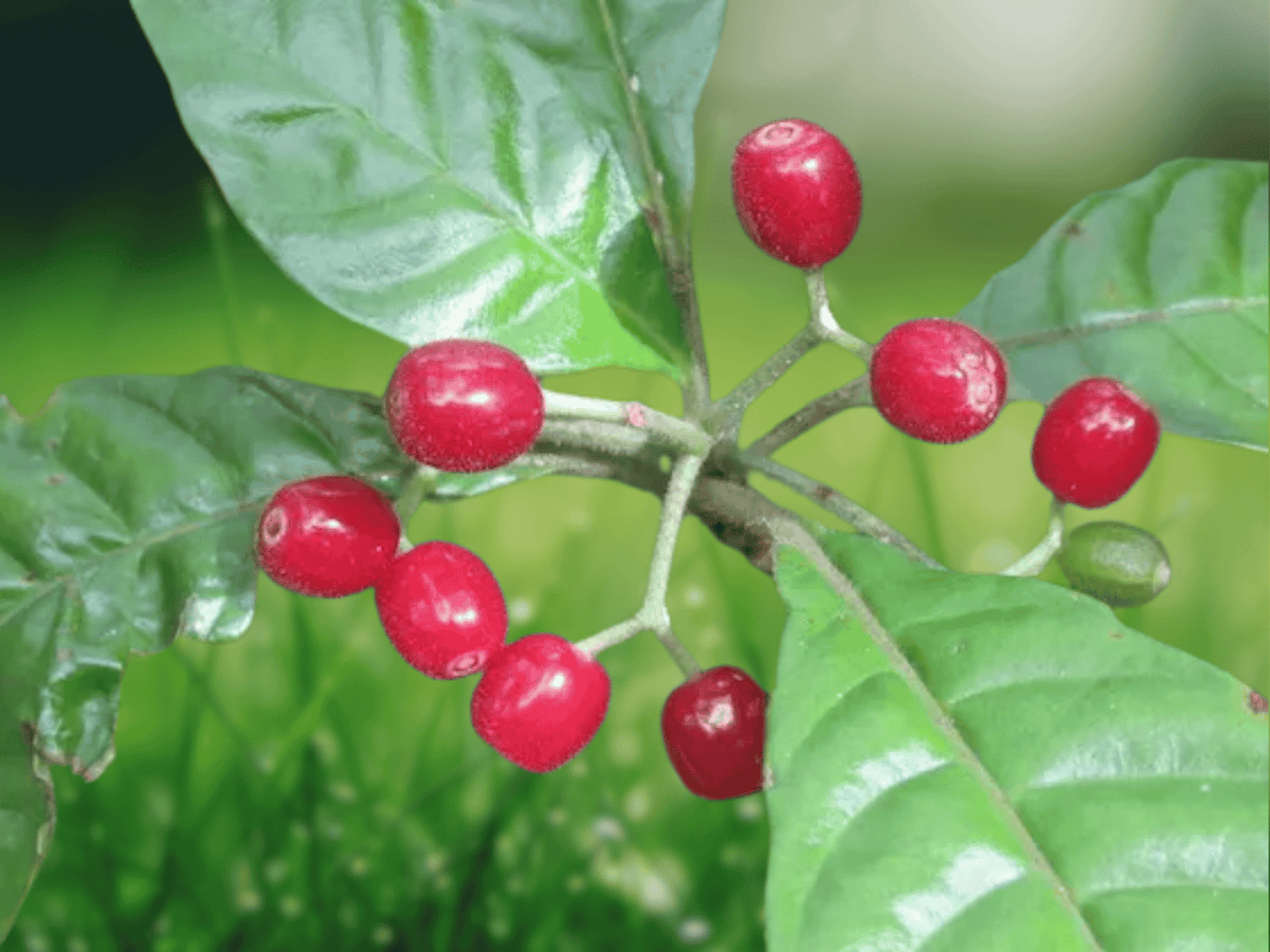5 Seeds Psychotria nervosa Wild Coffee Florida Native