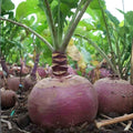 Red Acre Cabbage Seeds, Heirloom Non-GMO, Brassica oleracea var. capitata, 100 Seeds, Organic Vegetable Seeds
