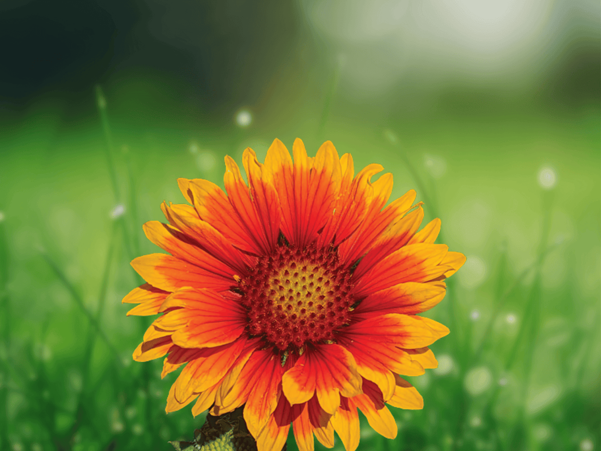 10 Seeds Gaillardia grandiflora Goblin Blanketflower Dwarf Perennial Flower