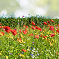 Landscaper's Pack Alternative Lawn Mix 6 Grams Non-GMO 13 Species 5000+ Seeds for Eco-Friendly Yards