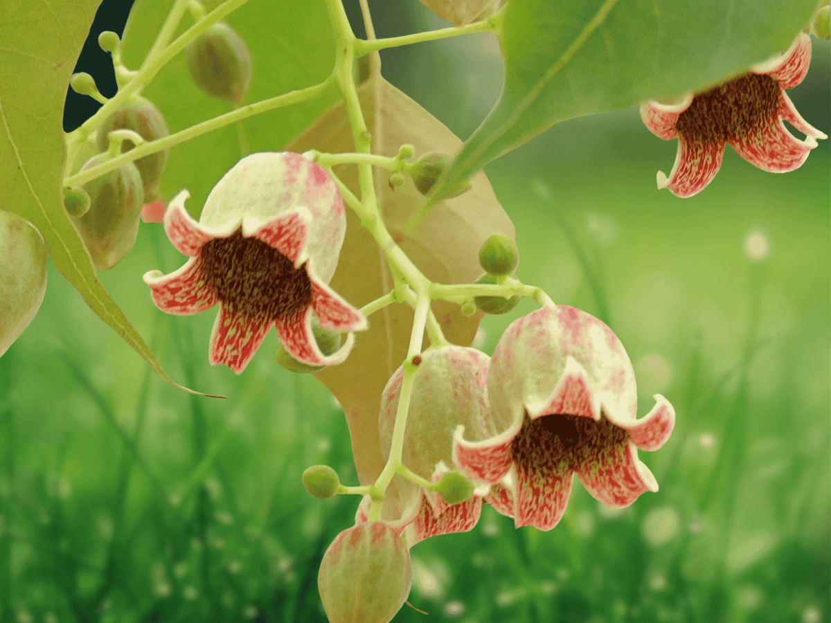 5 Seeds Australian Bottle Tree Brachychiton populneus Hardy Drought Tolerant Tree