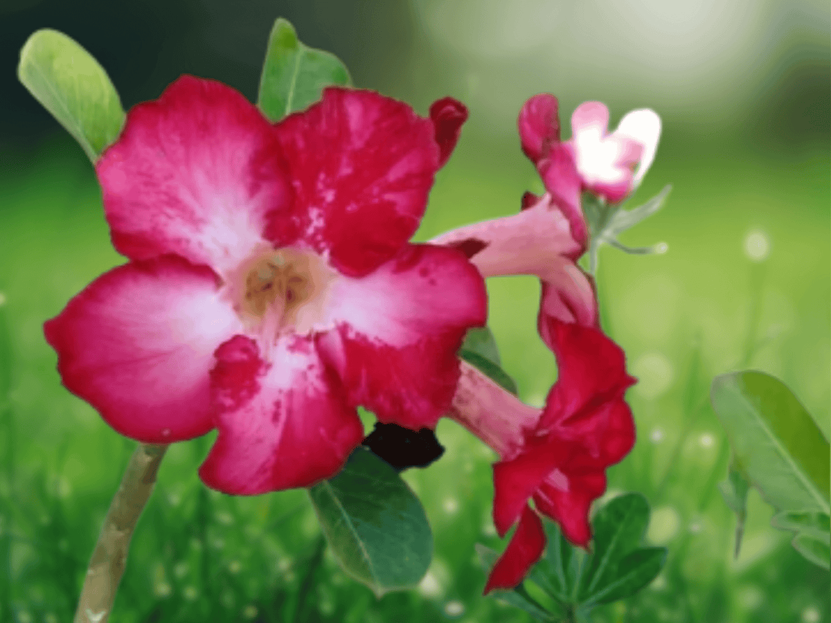 5 Adenium obesum Seeds – Desert Rose Mixed Colors