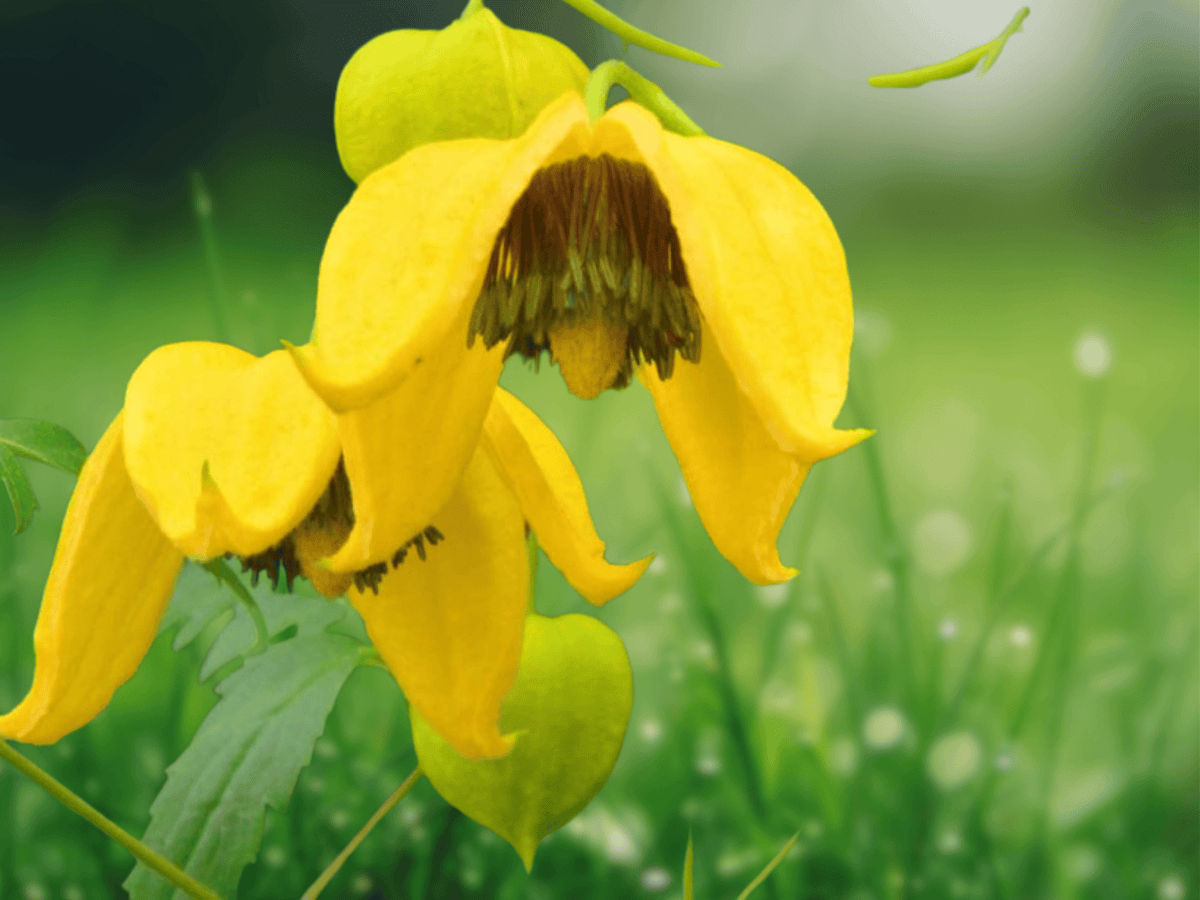 5 Seeds Clematis tangutica Golden Clematis Vine