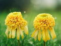 50 Seeds Double Yellow Coneflower Echinacea Perennial, Bright Golden Blooms, Hardy, Drought Tolerant, Pollinator Friendly