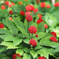Siberian Ginseng Seeds 10 Pack - Eleutherococcus senticosus Herb for Health & Wellness - Shipped from Iowa