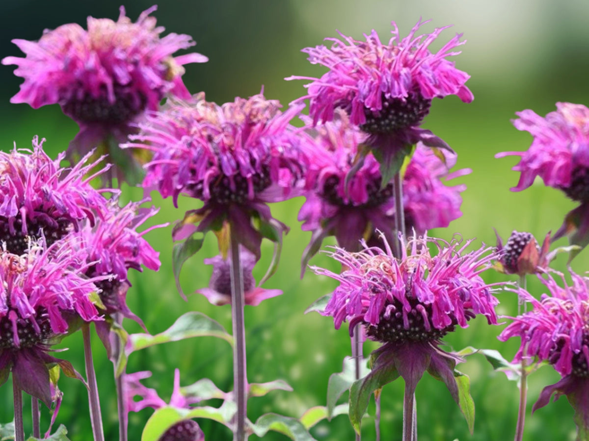 100 Seeds Blue Shades Bee Balm Monarda Didyma Perennial Fragrant Lavender Blue Attracts Bees Butterflies Hummingbirds