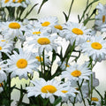 White Daisy Seeds for Planting, 1,000 Count, Shasta Daisy, Easy Grow Perennial Flowers, Leucanthemum x superbum