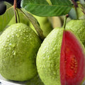 White Eggplant Seeds for Planting, Non-GMO, 100+ Seeds, Solanum melongena, Made in USA, Ships from Iowa