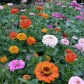 Zinnia Seeds 500+ Count Bright Colors for Garden & Bouquet Zinnia elegans Flower Seeds for Planting