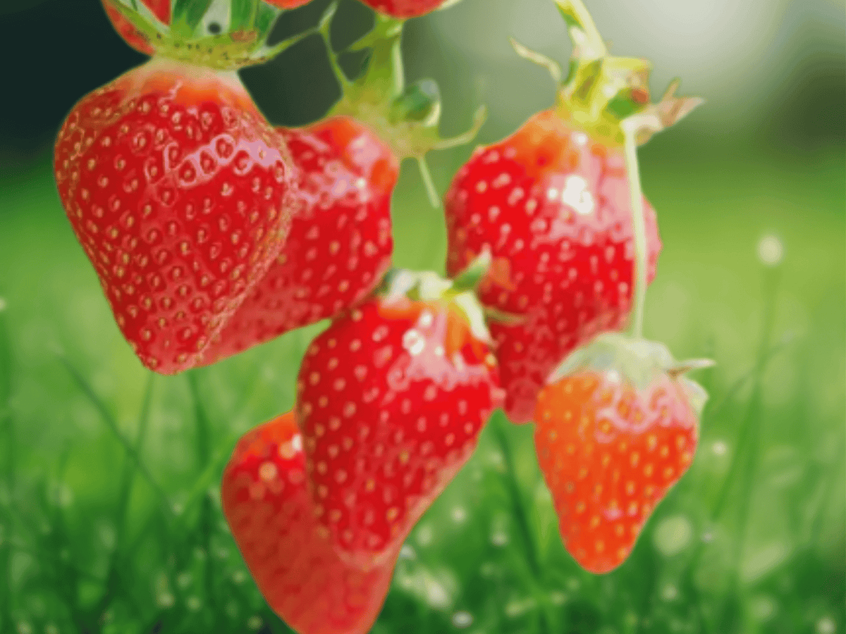25 Live Bare-Root Strawberry Plants Quinault Ever Bearing Red Fruit