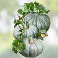 Blue Jarrahdale Pumpkin Seeds | 40 Seeds Packet | Exotic Blue Pumpkin Variety | Cucurbita maxima