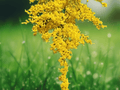 10 Seeds Dwarf Goldenrod Solidago Golden Baby Yellow Flower Perennial