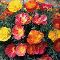California Ballerina Poppy Mix Seeds 200 Pack Organic Papaver rhoeas USA Grown