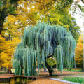 Weeping Willow Tree Plant - Memorial Variety - Beautiful Arching Canopy - Salix babylonica