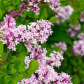 Red Pixie Lilac Live Plant - 6" Bare Root Dwarf Shrub with Aromatic Red Pink Blooms Syringa pubescens subsp. julianae