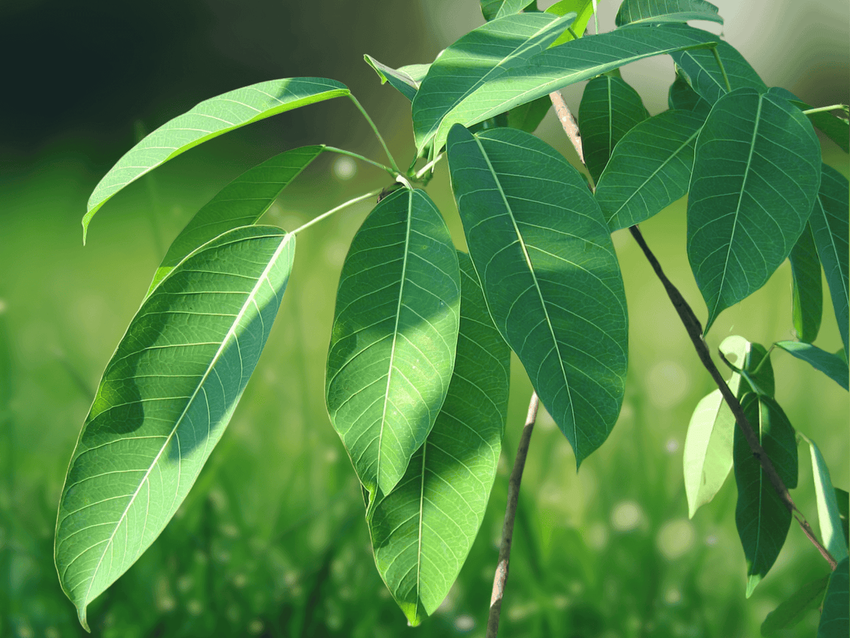 5 Seeds Sapium baccatum Sapium Tree Ornamental