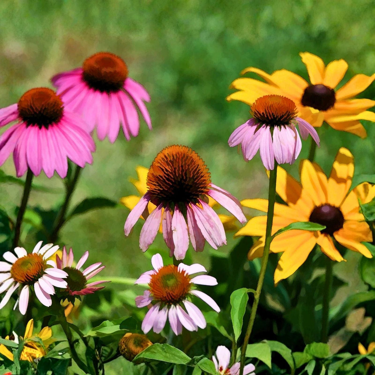 Wildflower Seed Mix 4 oz Colorful Border & Garden Blend Native Wildflowers Mix (Various Species)