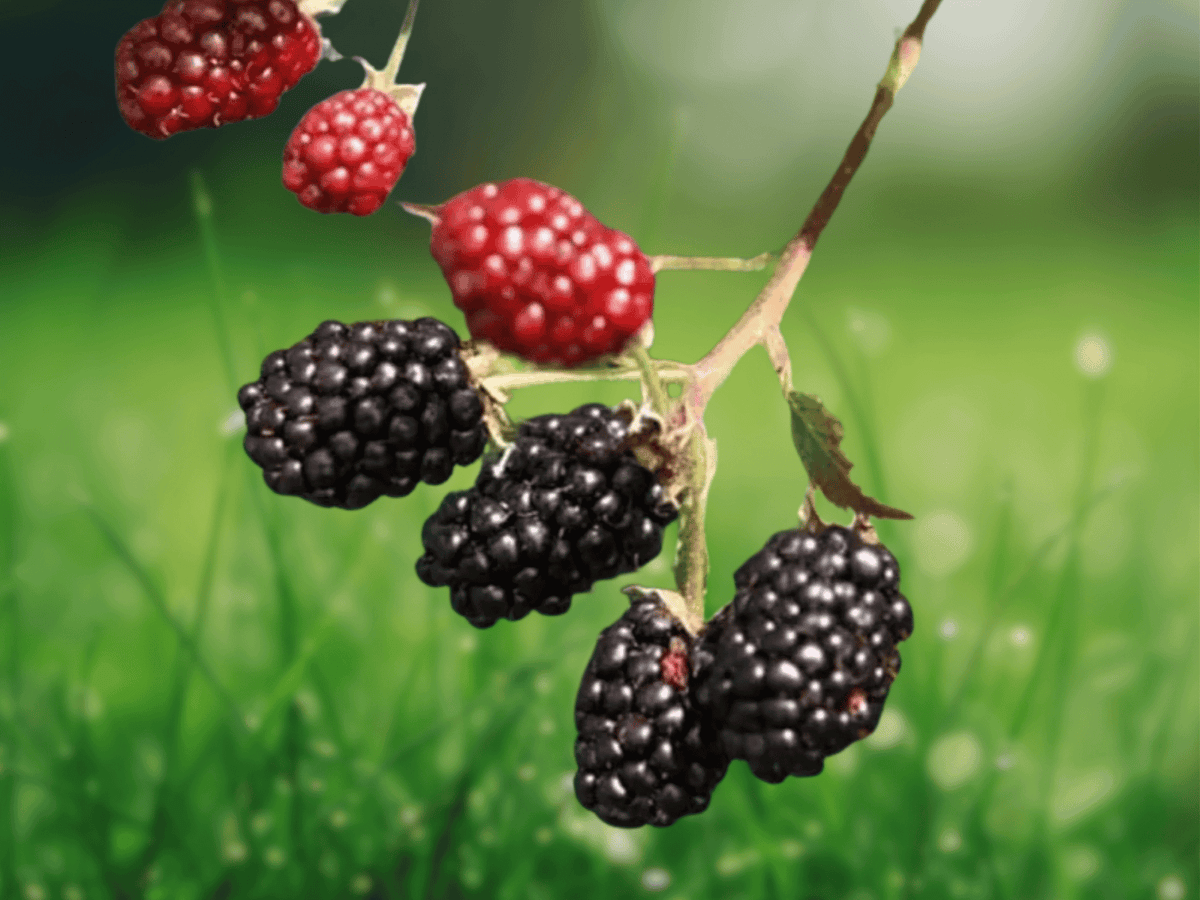 5 Live Plant Osage Blackberry Thornless Rubus Hybrid Starter Plug