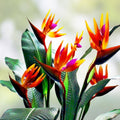 Bird of Paradise Flower Seeds - 5 Seeds - Strelitzia reginae - Tropical Exotic Plant, Easy to Grow, Vibrant Color