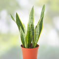 Sansevieria Laurentii Starter Leaf Cuttings – 6 Pack, Variegated Snake Plant, Hawaii Grown, Indoor Houseplant, Easy Care, Low Maintenance