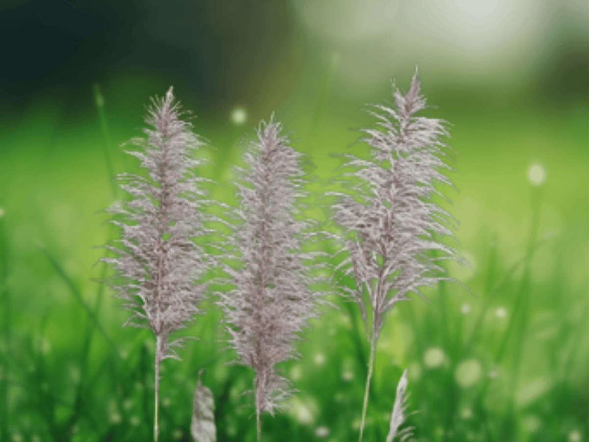 10 Seeds Hardy Sugar Cane Grass Saccharum arundinaceum Ornamental Plume Grass