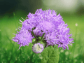 25 Seeds Ageratum houstonianum Dwarf Blue Mink