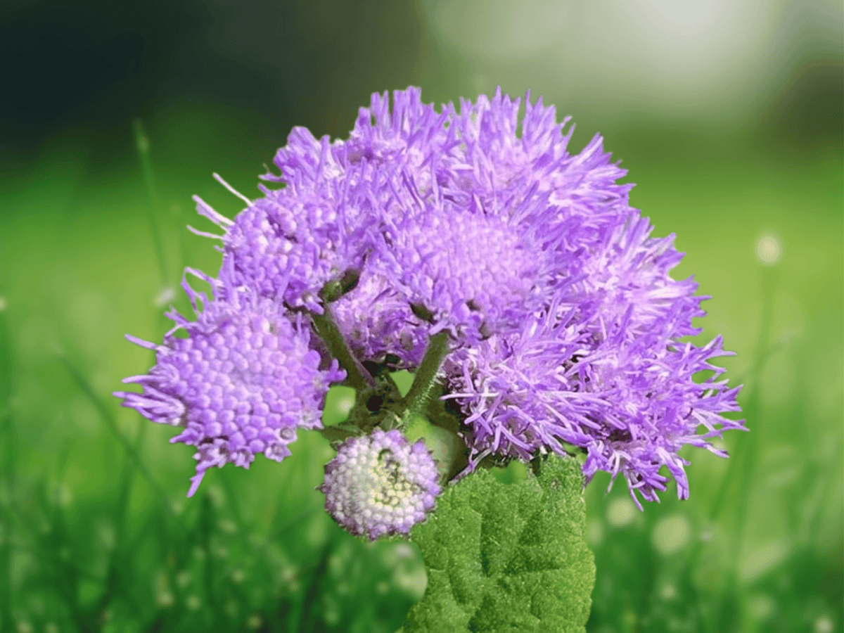 25 Seeds Ageratum houstonianum Dwarf Blue Mink