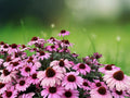 50 Seeds Purple Bravado Coneflower Hardy Perennial Echinacea purpurea Vibrant Blooms Attract Butterflies Easy Grow Garden