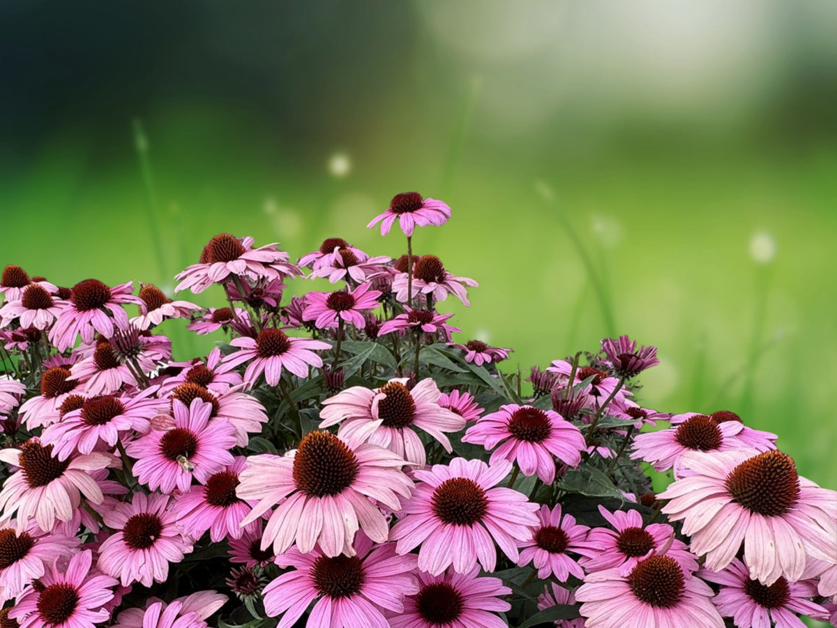 50 Seeds Purple Bravado Coneflower Hardy Perennial Echinacea purpurea Vibrant Blooms Attract Butterflies Easy Grow Garden