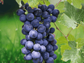 5 Seeds Merlot Grape Vitis vinifera Wine Grape Vine Fruit Seeds