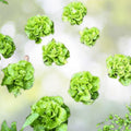 Tom Thumb Lettuce Seeds - Organic Miniature Heirloom - NON-GMO (Lactuca sativa) - Garden Vegetable Seeds for Home Growing