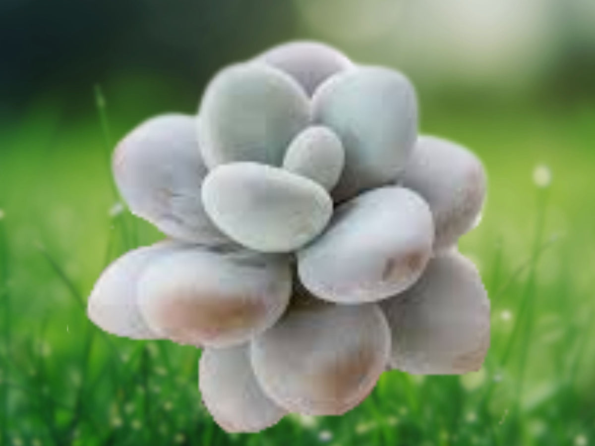 1 Live Plant Pachyphytum oviferum Pink Moonstone Succulent Starter Pastel Plump Leaves Indoor Patio Décor