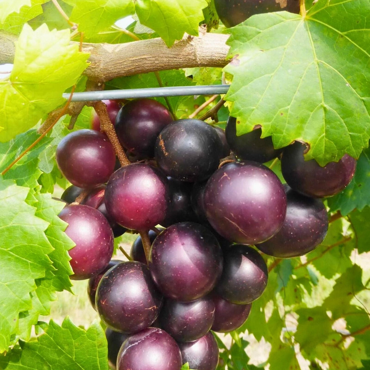 Scuppernong Muscadine Grape Seedlings 2-Pack | Vitis rotundifolia | Fast Growing Vine | Fruit Bearing Grape Plants