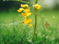 5 Seeds Prickly Sesban Sesbania bispinosa Yellow Flower Plant