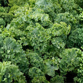 Kale Seeds 1000 Count Dwarf Siberian Heirloom Non-GMO Brassica oleracea Healthy Green Vegetables