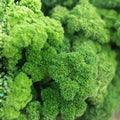 Heirloom Moss Curled Parsley Seeds, Non-GMO, 500+ Seeds, Petroselinum crispum, Culinary Herb, Organic Gardening, Fresh Flavor