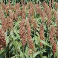 Sweet Sugar DRIP Sorghum Seeds 1 lb Syrup Variety Sorghum bicolor for Planting and Cooking