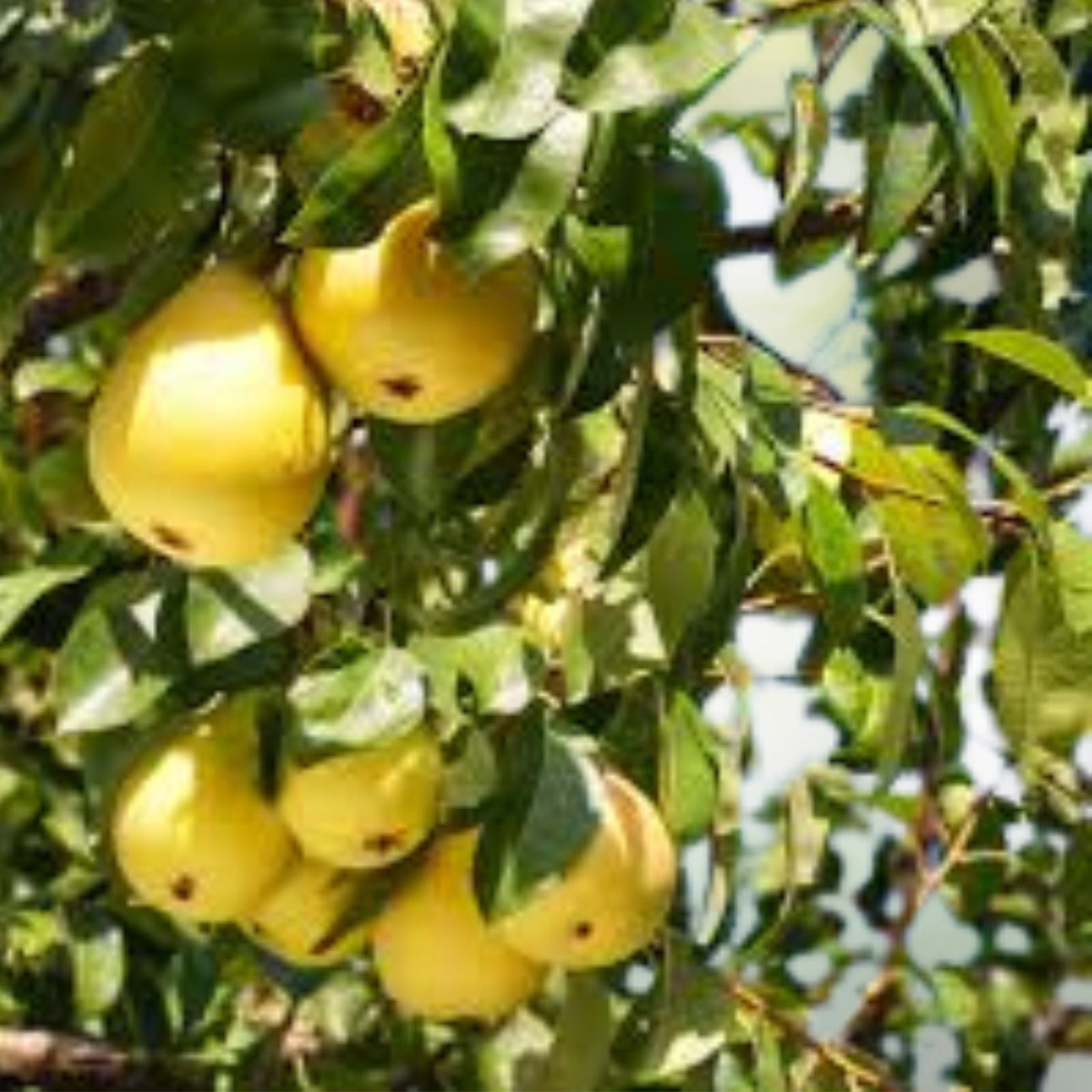 Kieffer Pear Tree Seeds - 5+1 Free - Sweet Juicy Fruits - Pyrus calleryana