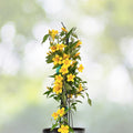 Yellow Jasmine Climbing Vine 1ft Live Plant Gelsemium Sempervirens Fragrant Yellow Flowers