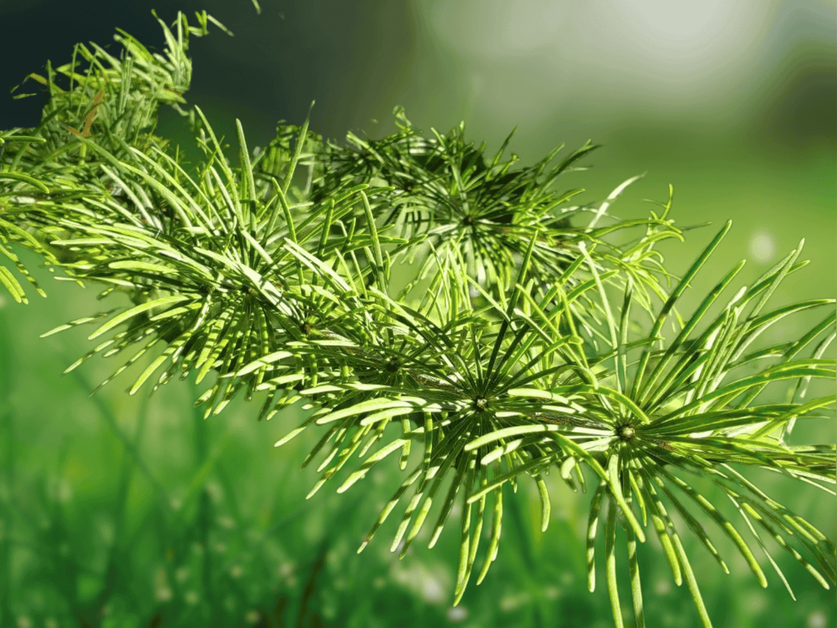 5 Seeds Pseudolarix amabilis Golden Larch Deciduous Conifer Tree