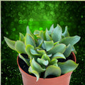 Succulent 3" Ripple Jade Plant Crassula arborescens undulatifolia Blue Green Wavy Foliage Live Houseplant