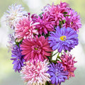 Aster Seeds - Crego Giant Mixture - Non-GMO Heirloom Flower Seeds - Bulk Pack for Gardens - Fresh Planting Supplies