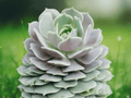 1 Live Plant Echeveria Lola Succulent 4 Inch Pot Rosette Succulent