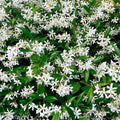Star Jasmine Cuttings - 6" Live Evergreen Climbing Shrub with White Flowers - Trachelospermum jasminoides